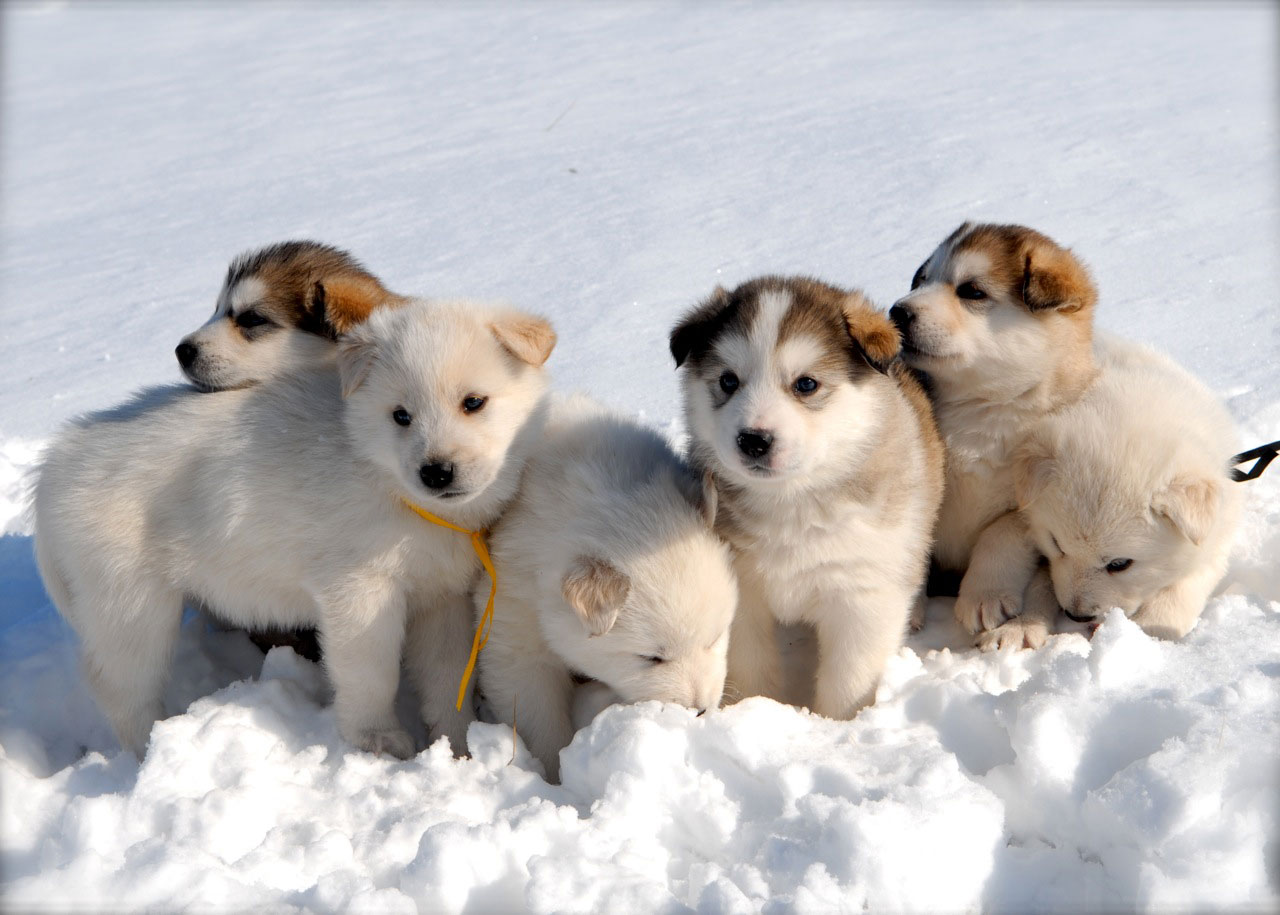 Cute Puppies On The Ice Wallpaper For Android With