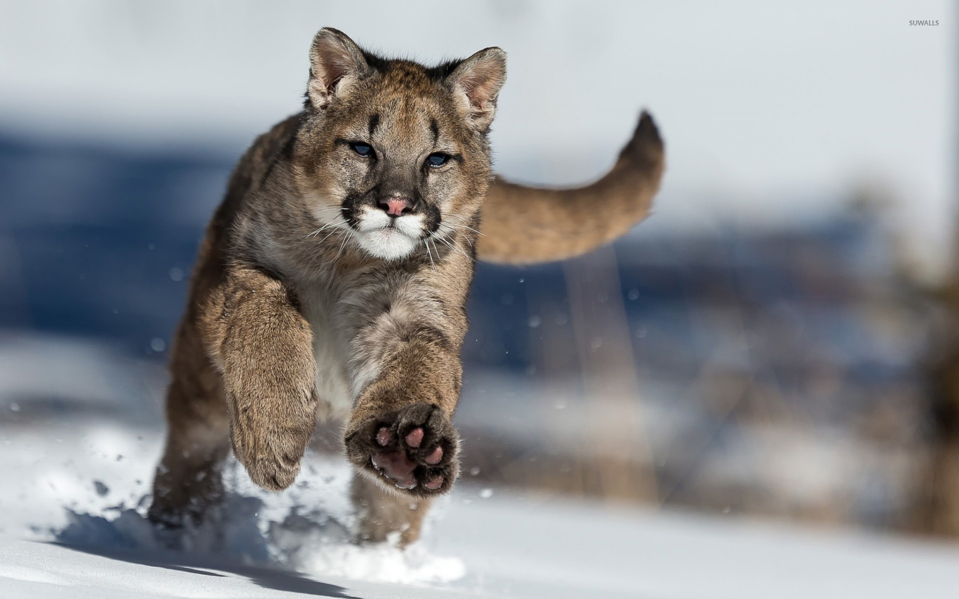 Cougar Running In The Snow Wallpaper Animal