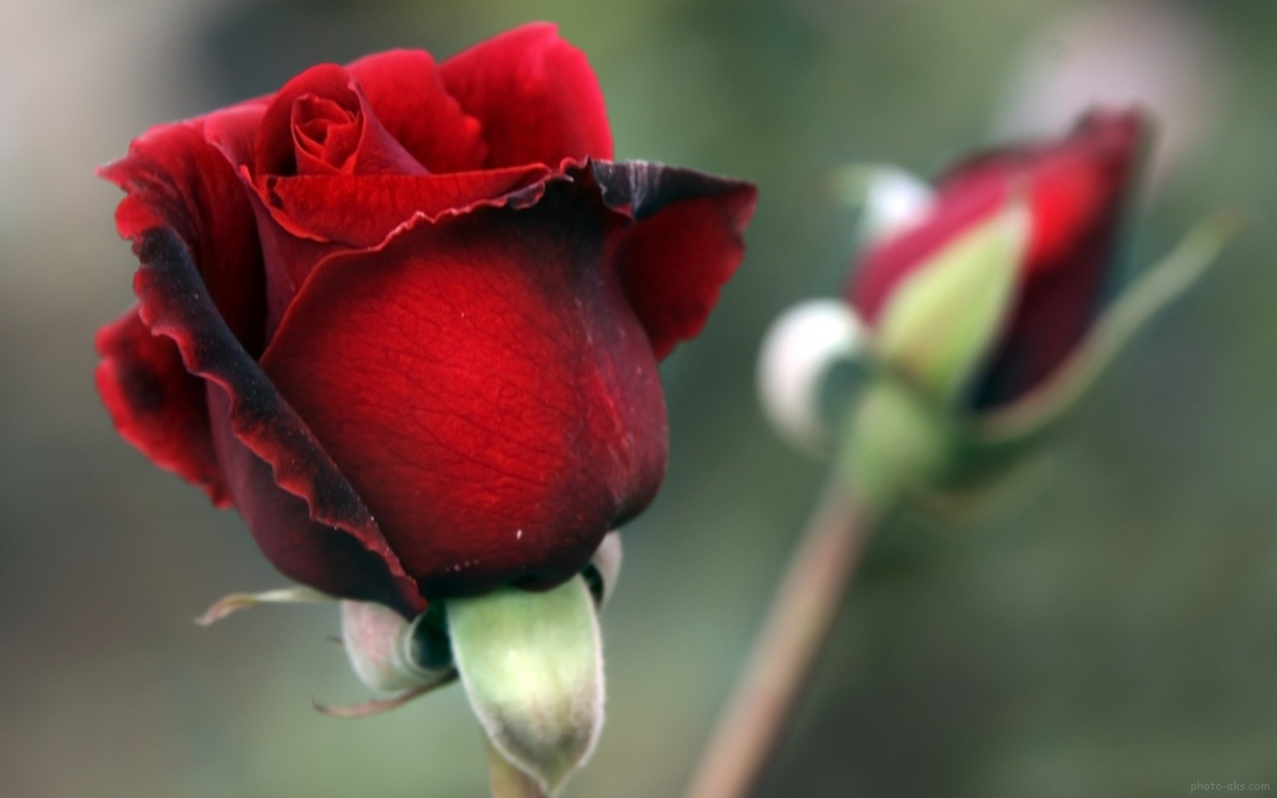 Rose Flower Petals Red