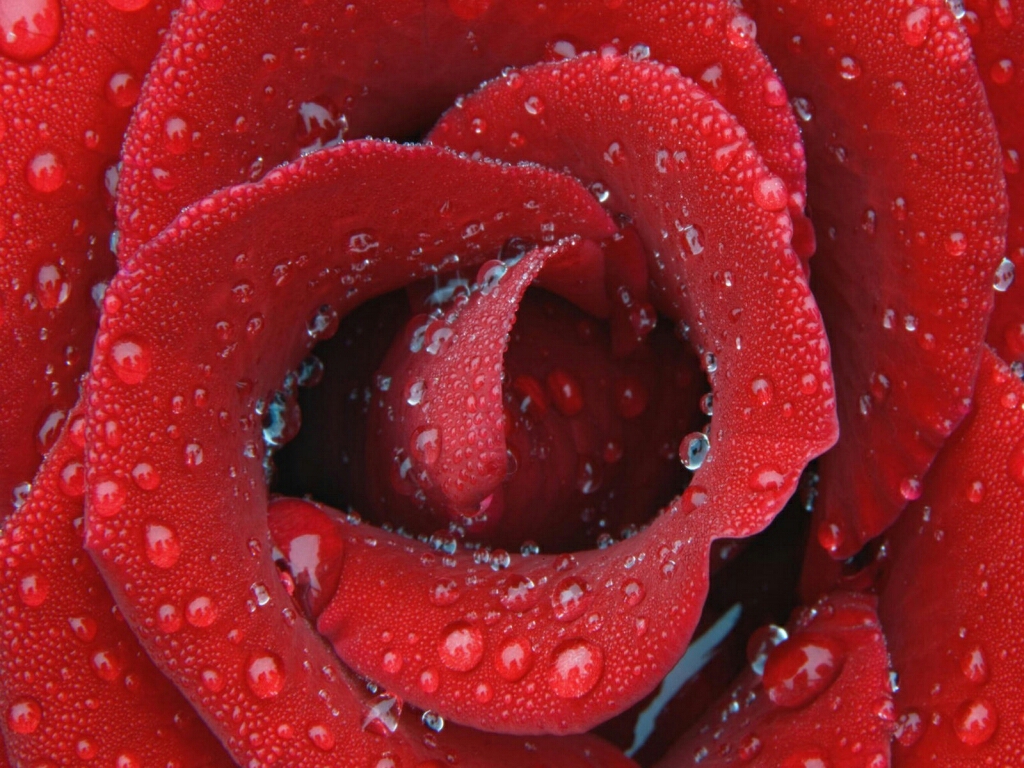 Flowers For Flower Lovers Rose HD Desktop Wallpaper