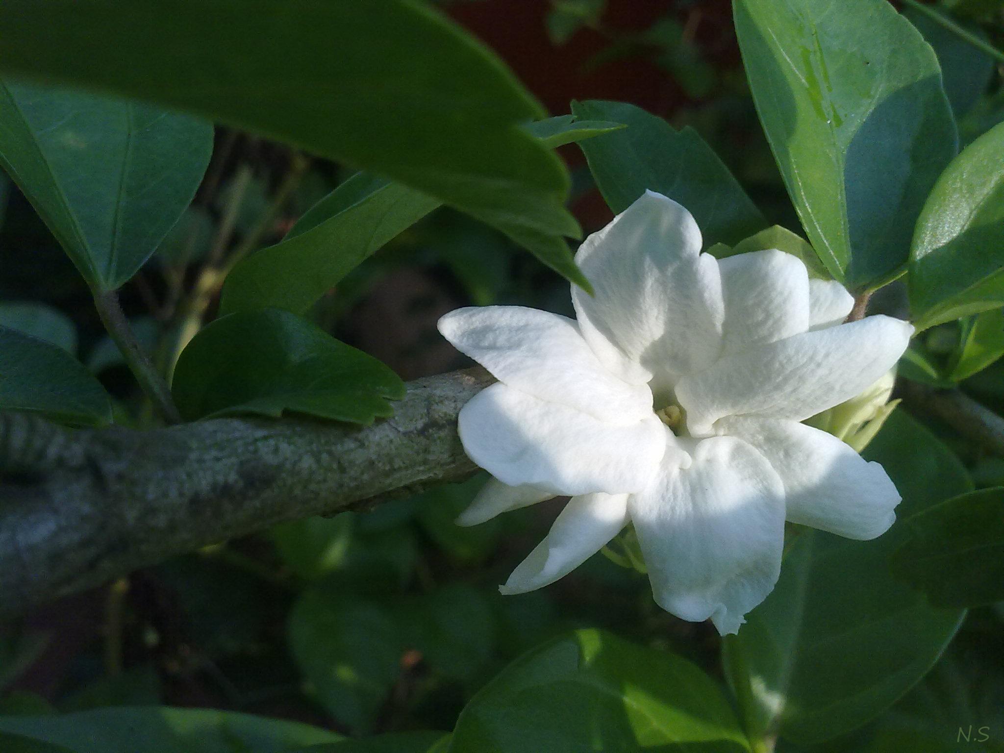 Beautiful White Jasmine Flower Wallpaper