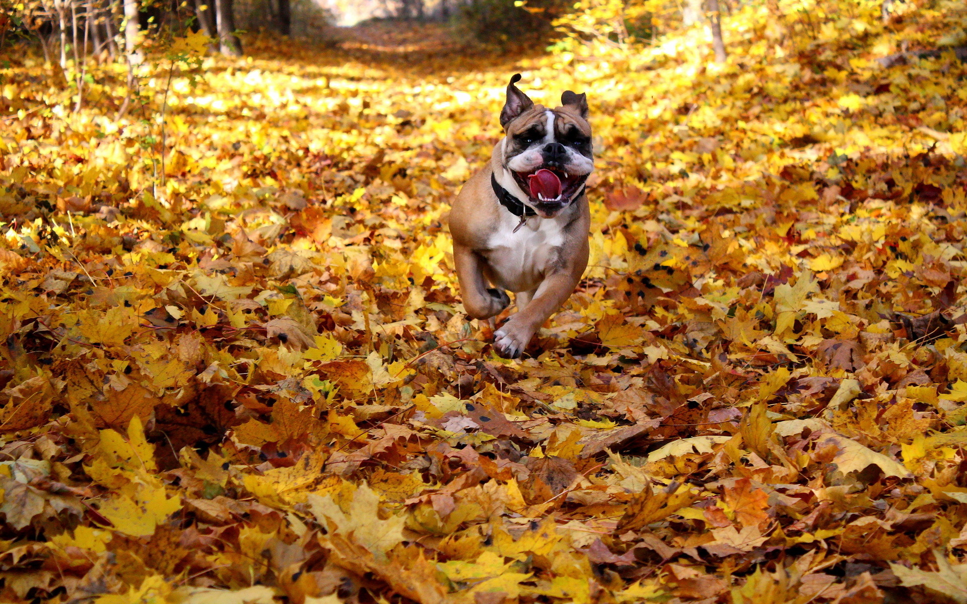Dogs Autumn Bulldog Run Dry Foliage Animals autumn leaves mood