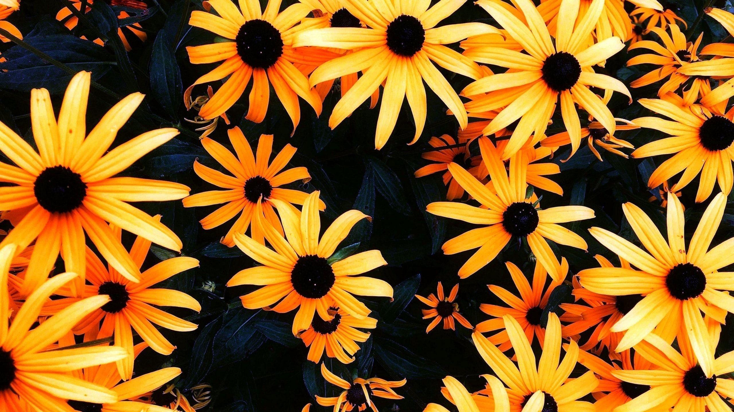 Sunflower Wallpaper For Chromebook