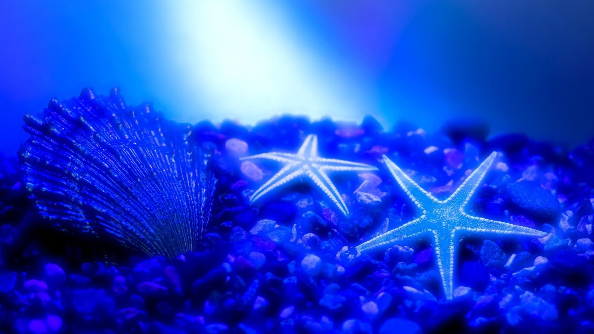 Starfish Wallpaper HD