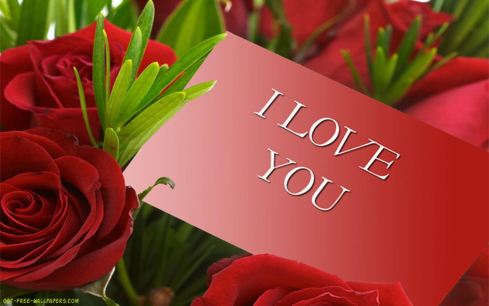 Red Roses HD Wallpaper Flowers