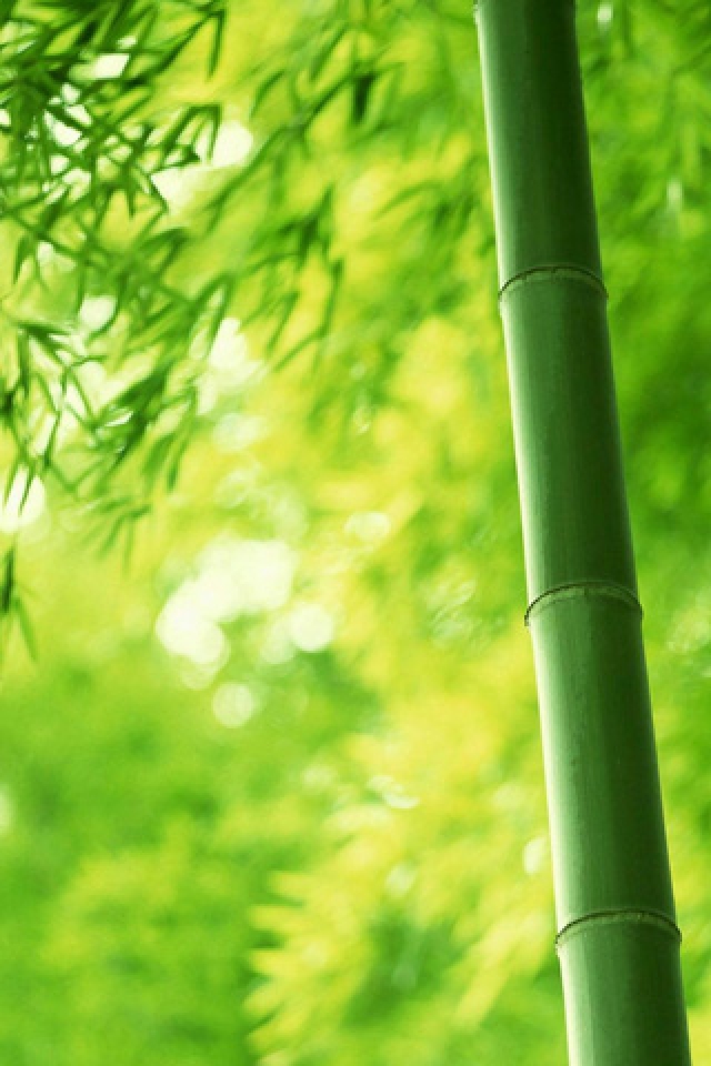 Bamboo Plants iPhone HD Wallpaper