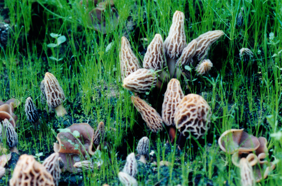 Your Own Morel Mushroom Mushrooms Growing In A Habitat