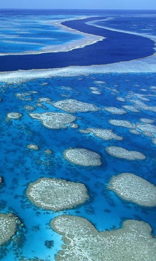 Bigger Great Barrier Reef Wallpaper For Android Screenshot