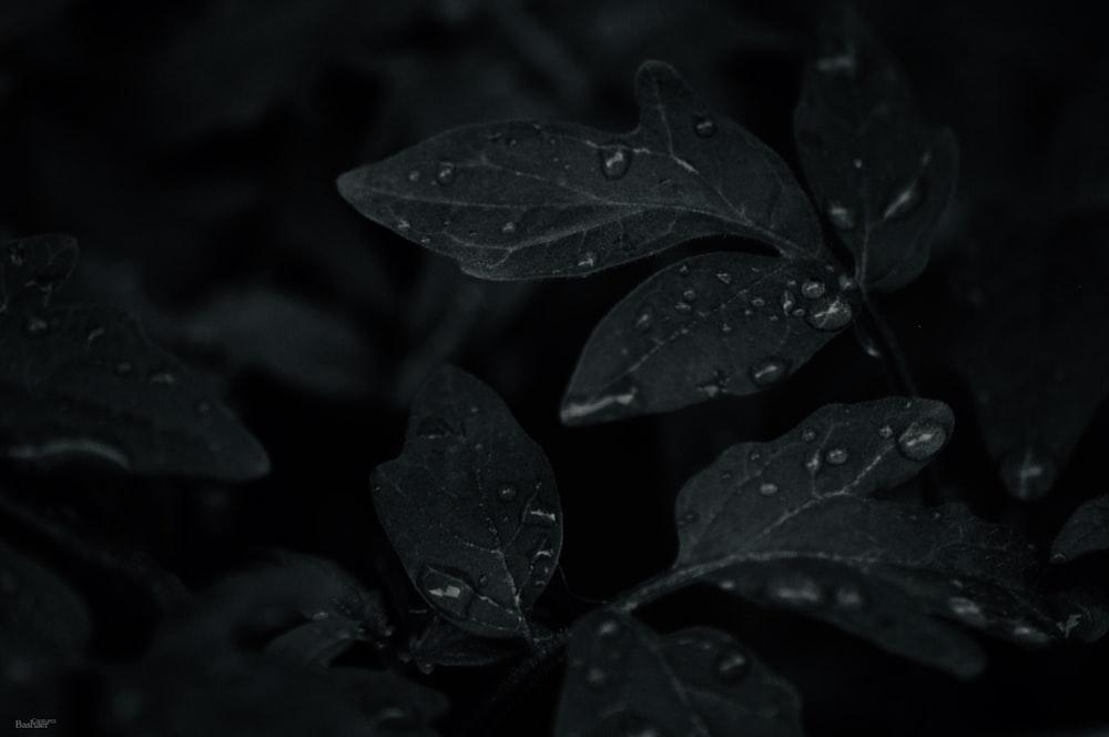 Low Light Photo Of Dew Drops On Leaves Black Image