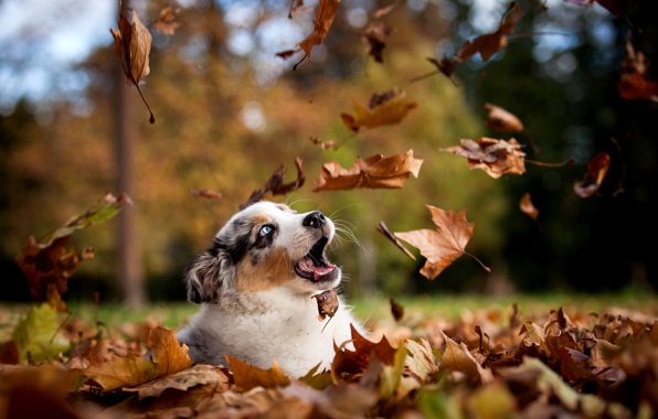Wallpaper dog puppy leaves autumn park nature wallpapers dog