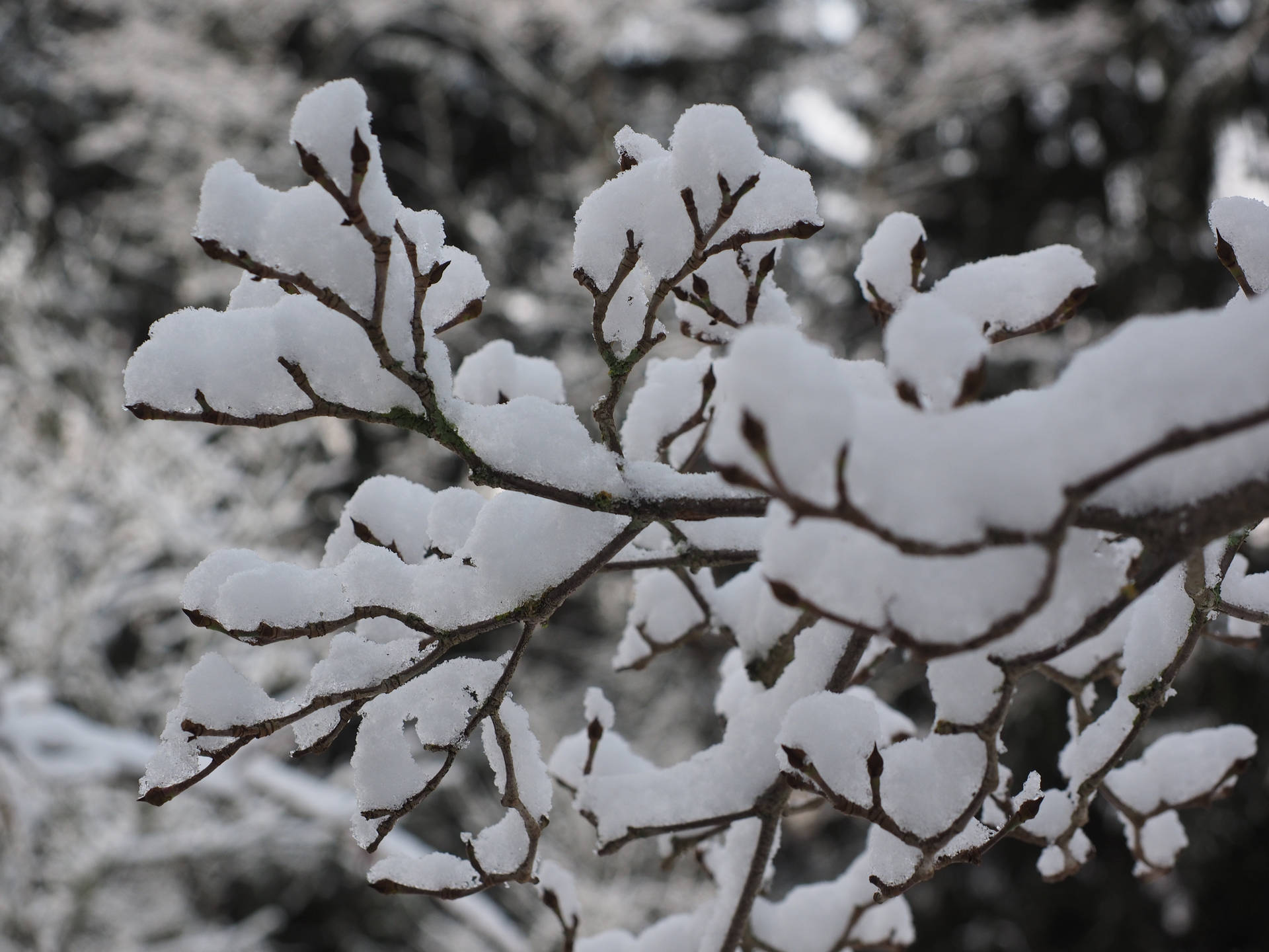 Snow Aesthetic Wallpaper