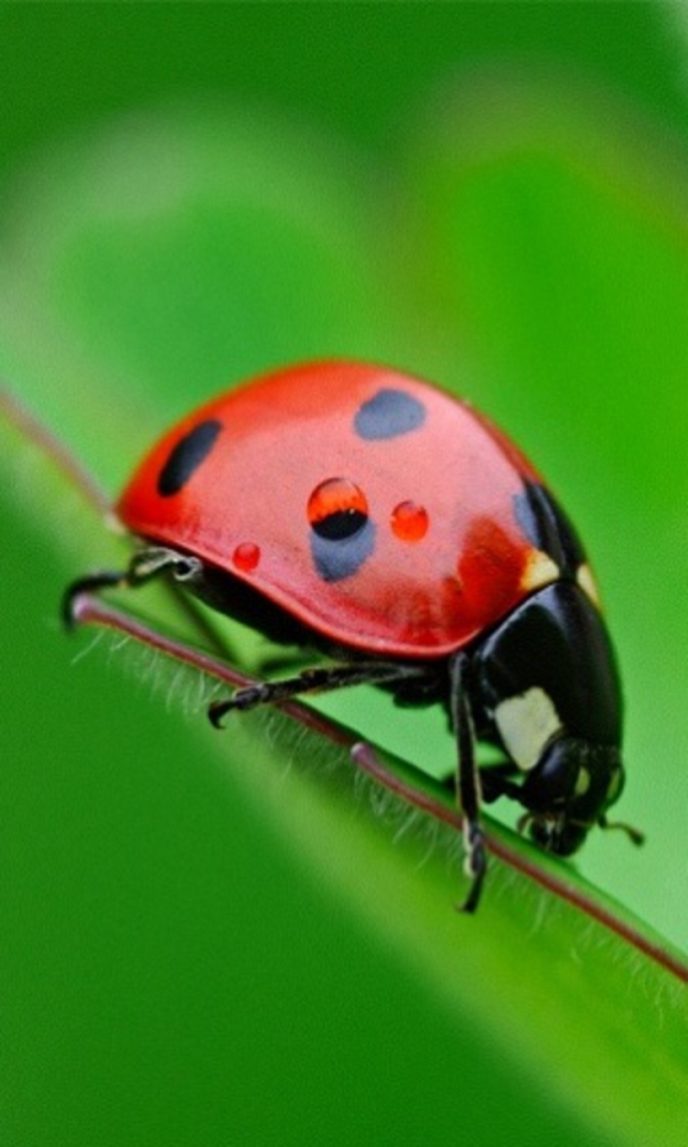 Pictures Ladybug On A Flower Mobile Wallpaper For