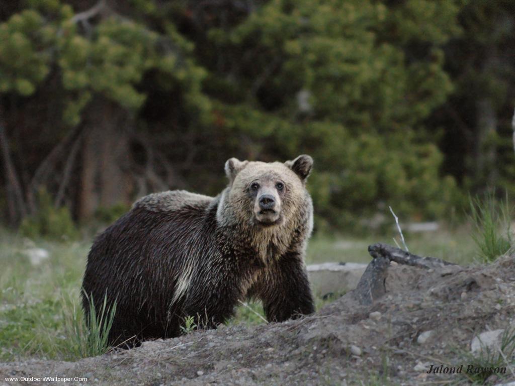 Grizzly Bears Animals HD Wallpaper