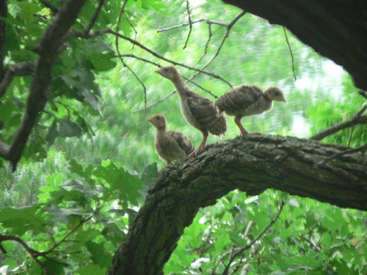 Young Wild Turkeys Roosting In Trees Baby Farm Animals Wallpaper