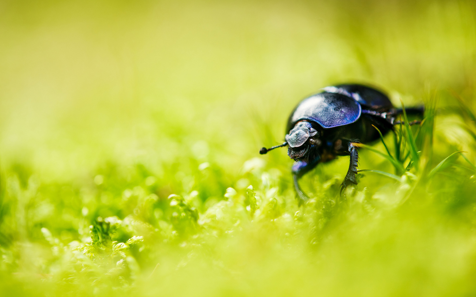 Blurred Grass Bug Wallpaper