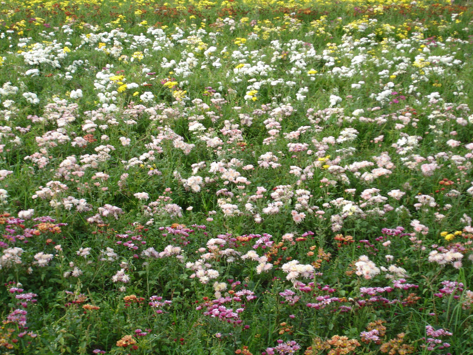 Chrysanthemum Field Malaysian Mums Wallpaper