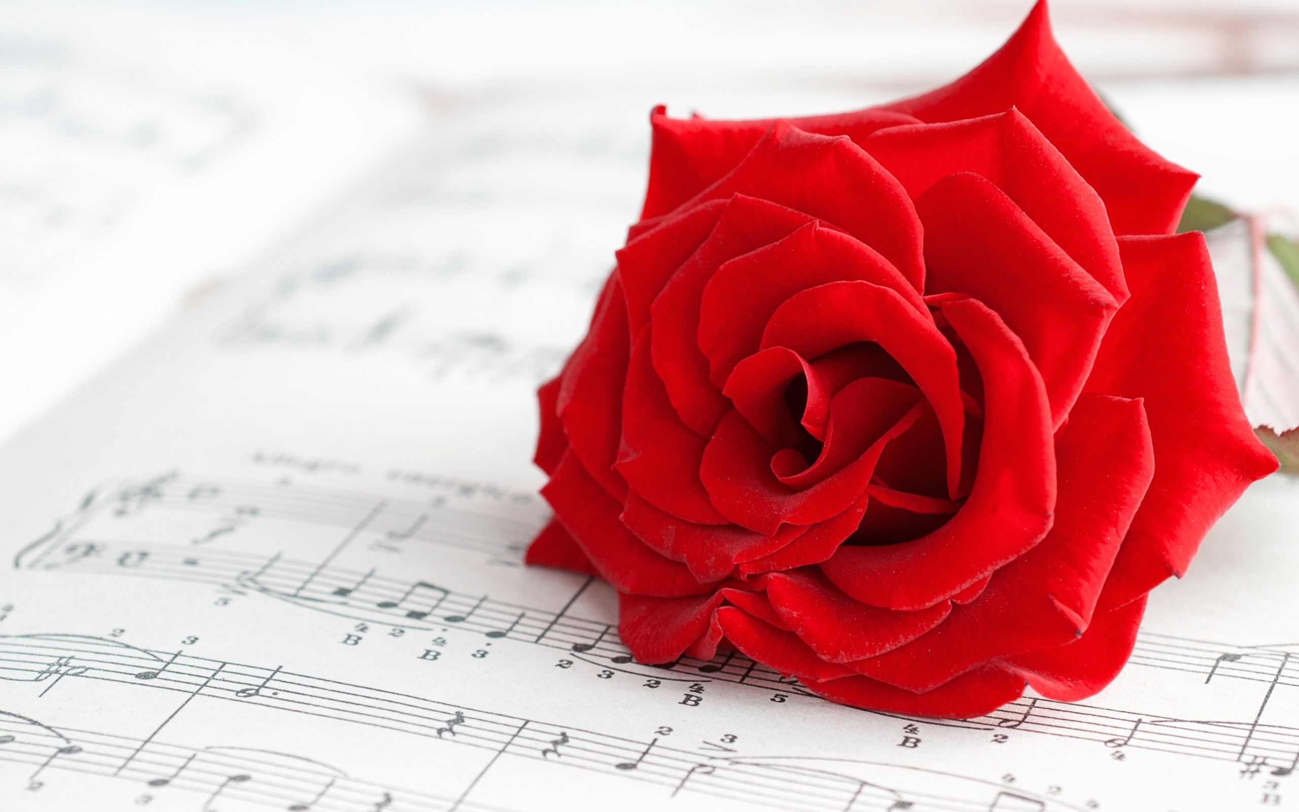 Fleurs Fonds D Cran HD Humeur Fleur Rouge Rose Note De Musique