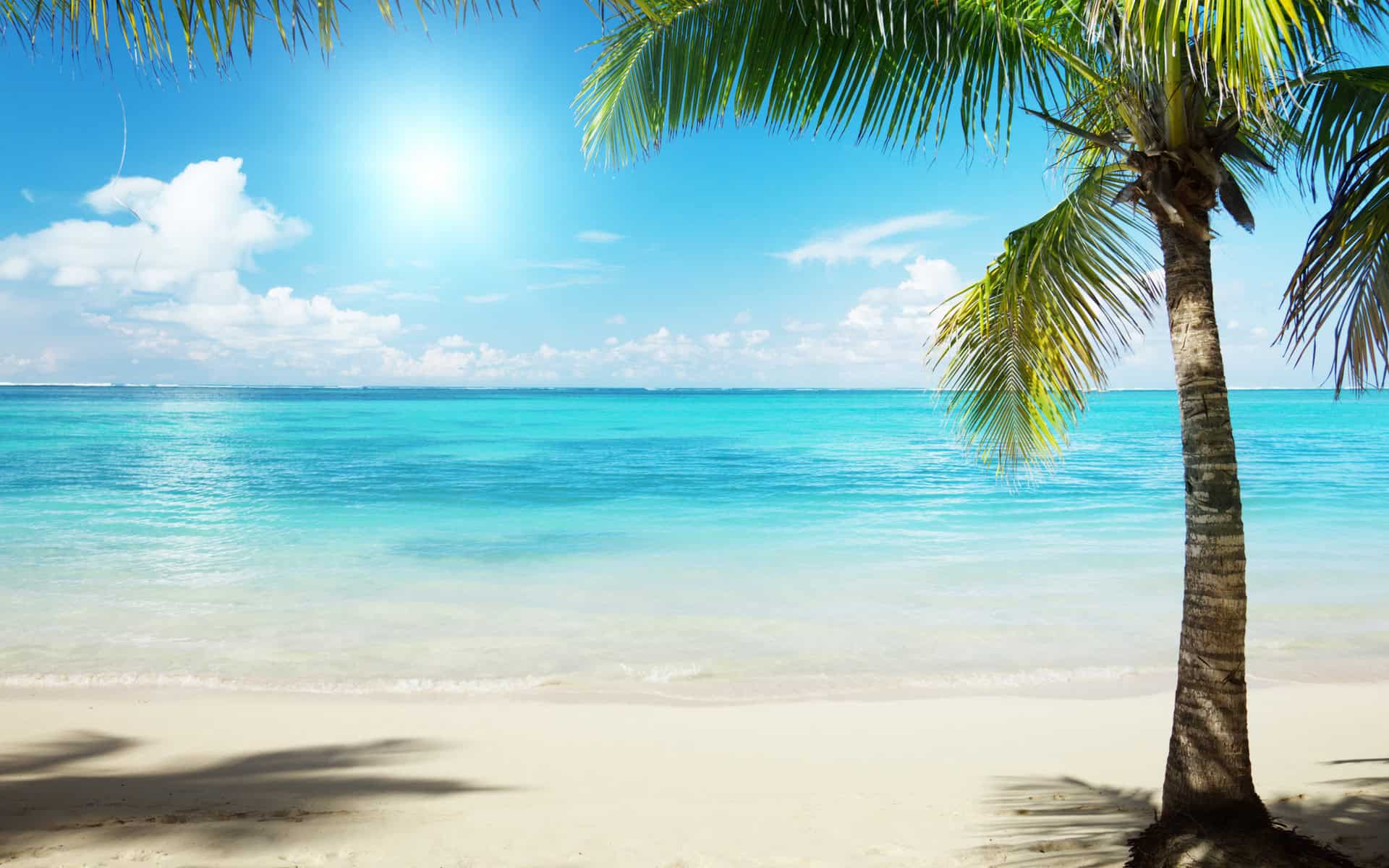 Desktop Palm Tree HD Wallpaper