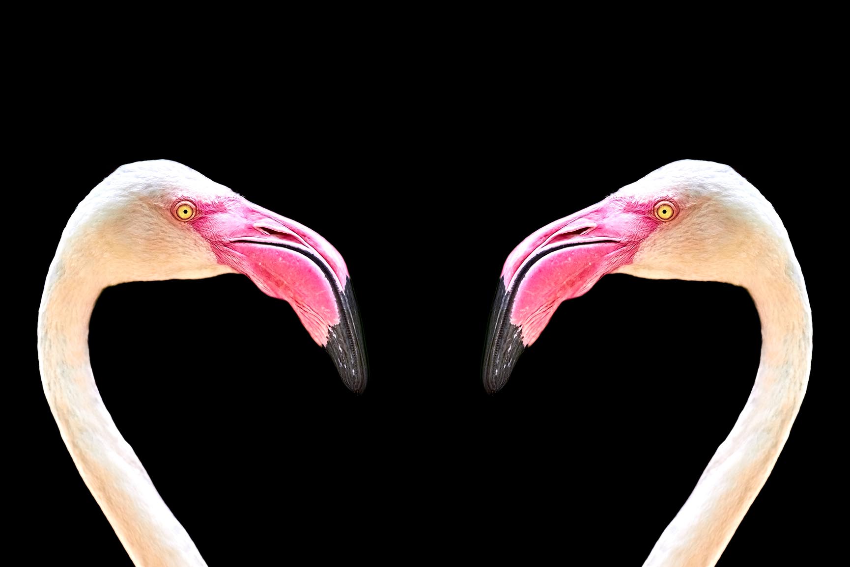 Fancy Flamingo iPhone X Wallpaper Preppy