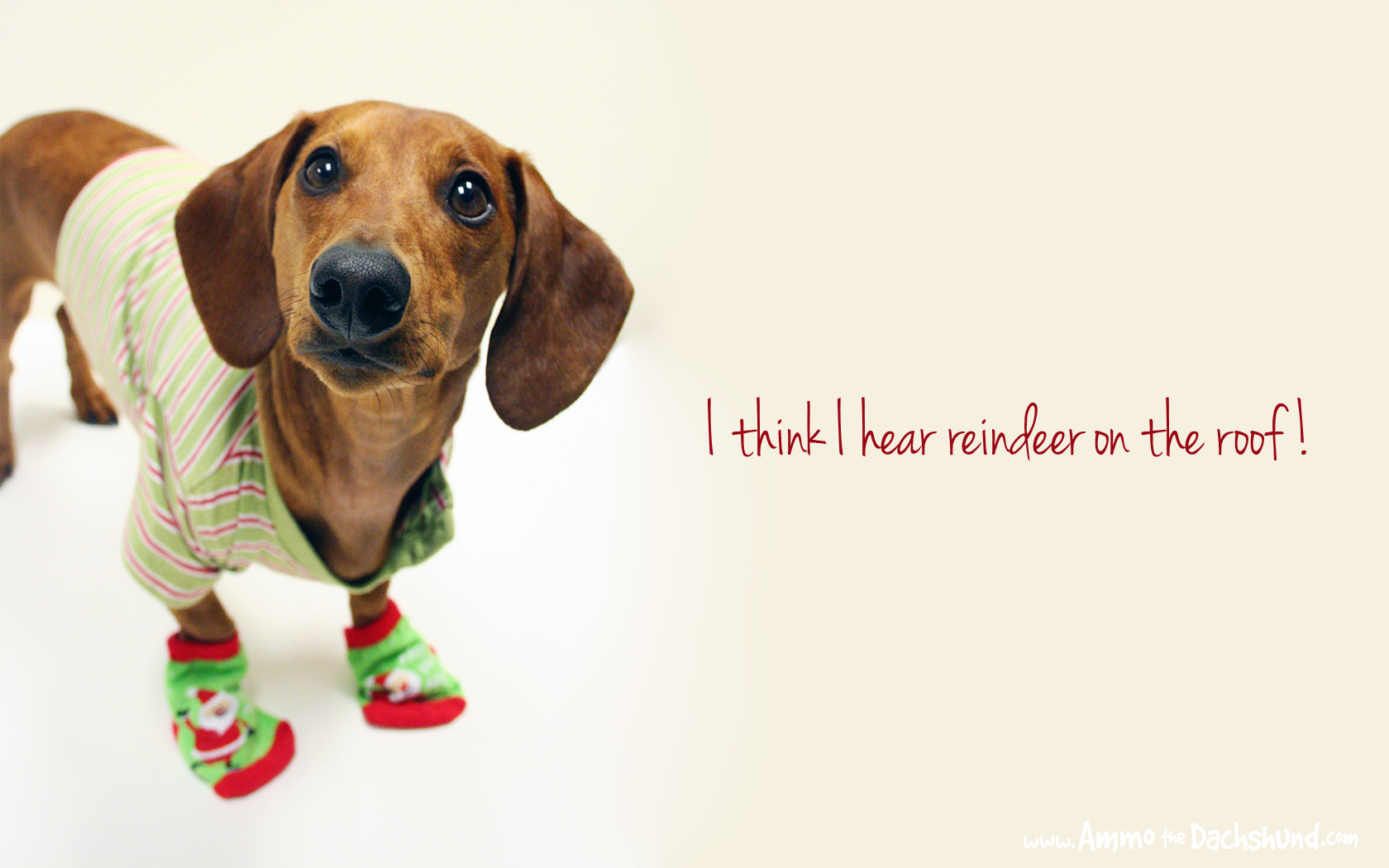 12 Days of Cheer Free Holiday Desktop Wallpaper Ammo the Dachshund