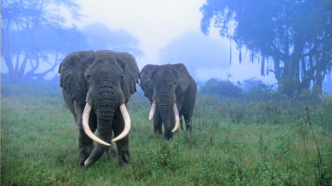 Any One African Bush Elephant HD Wallpaper