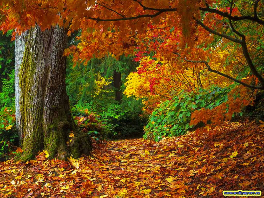 Fall Wallpaper Jpg