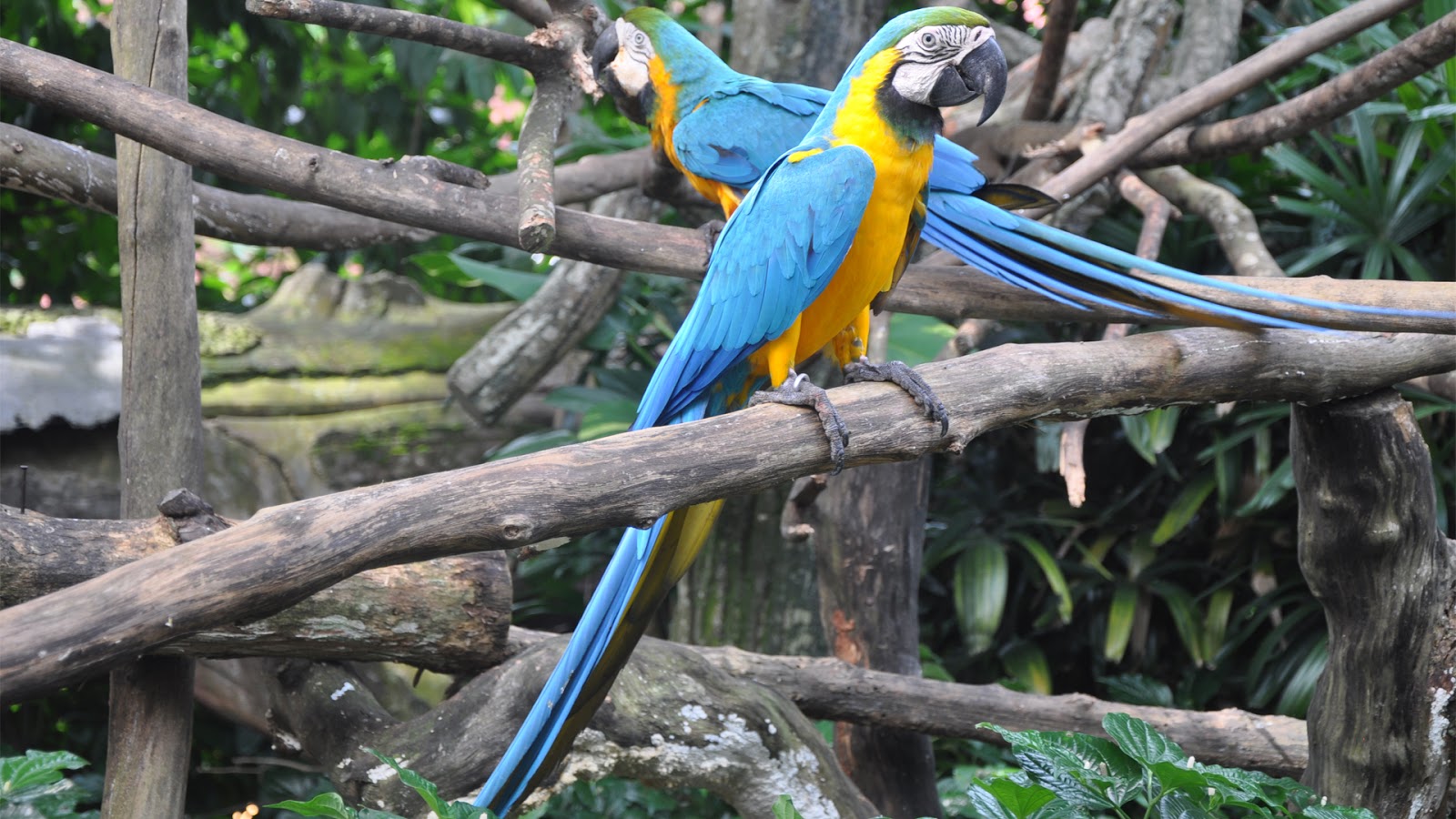 Macaw Parrot Wallpaper 2   PhotosJunction