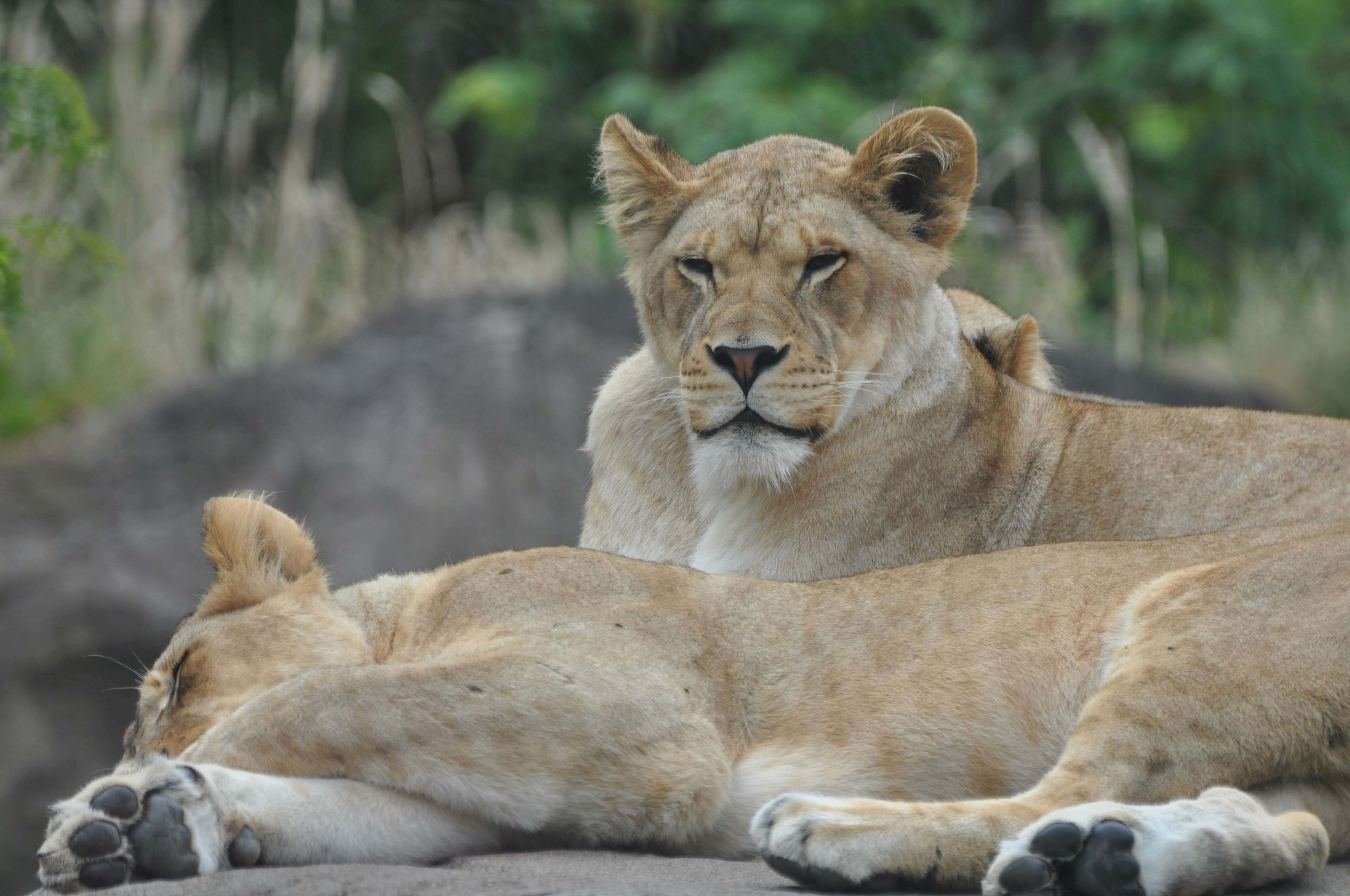 Lioness 4k Best Picture Ever Wallpaper