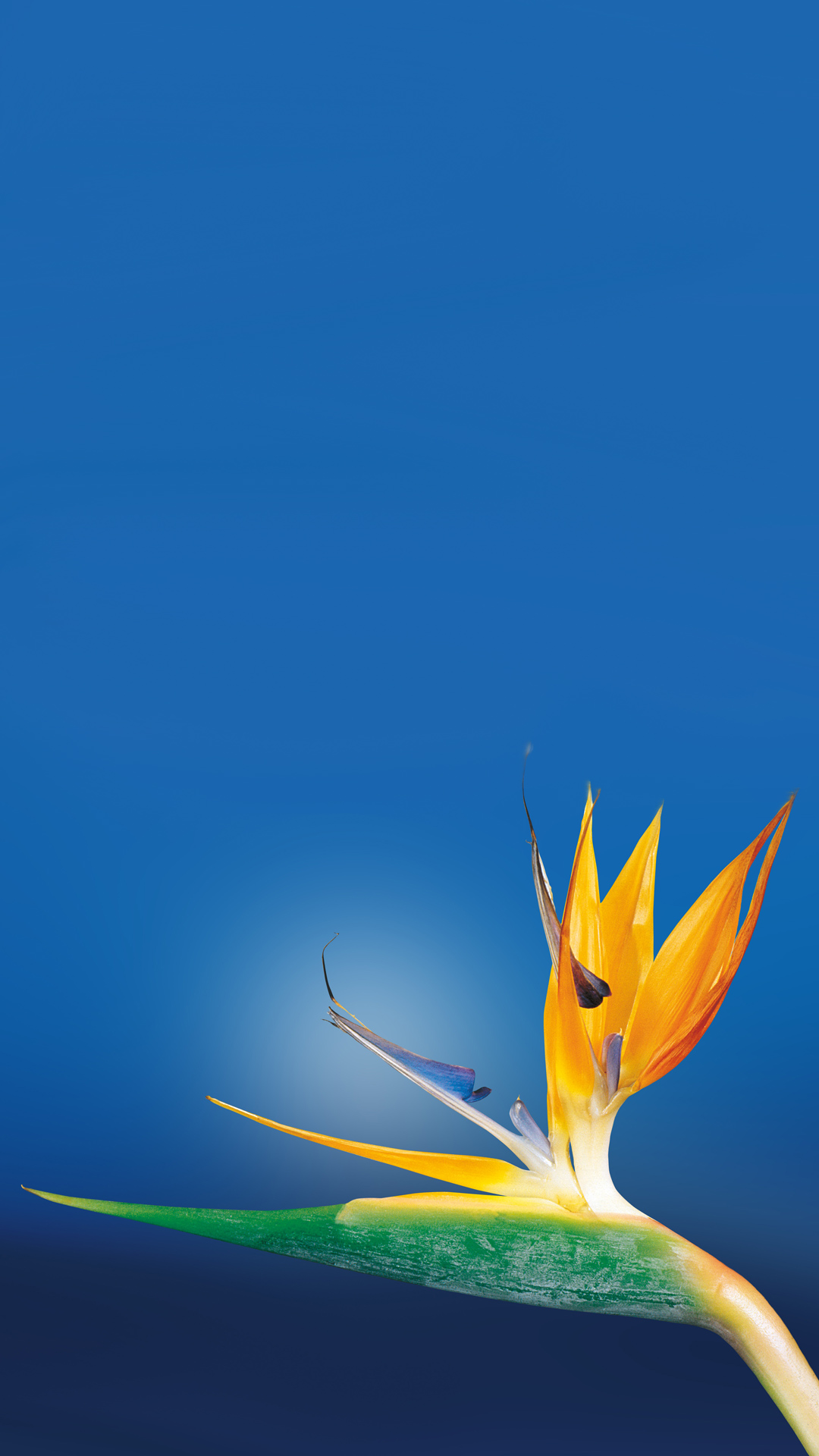 Bird Of Paradise Flower Android Wallpaper free download