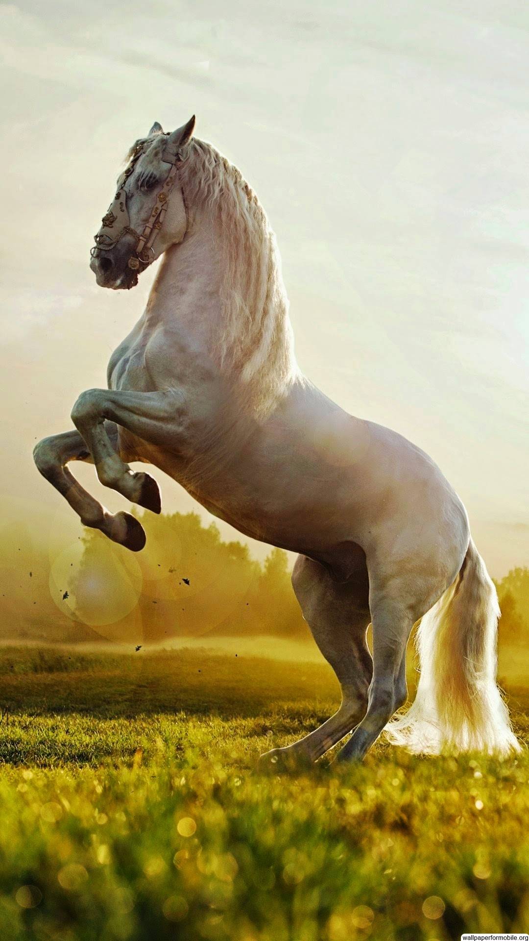 Horse iPhone Wallpaper Top Background