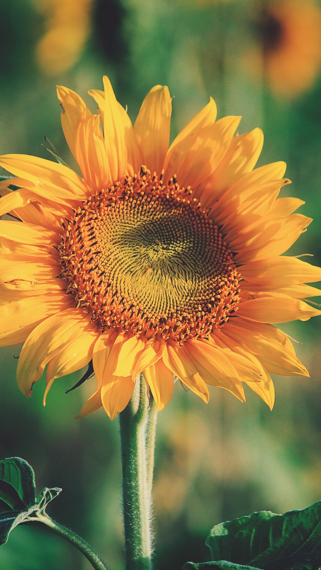 Robust Sunflower iPhone Wallpaper Idrop News
