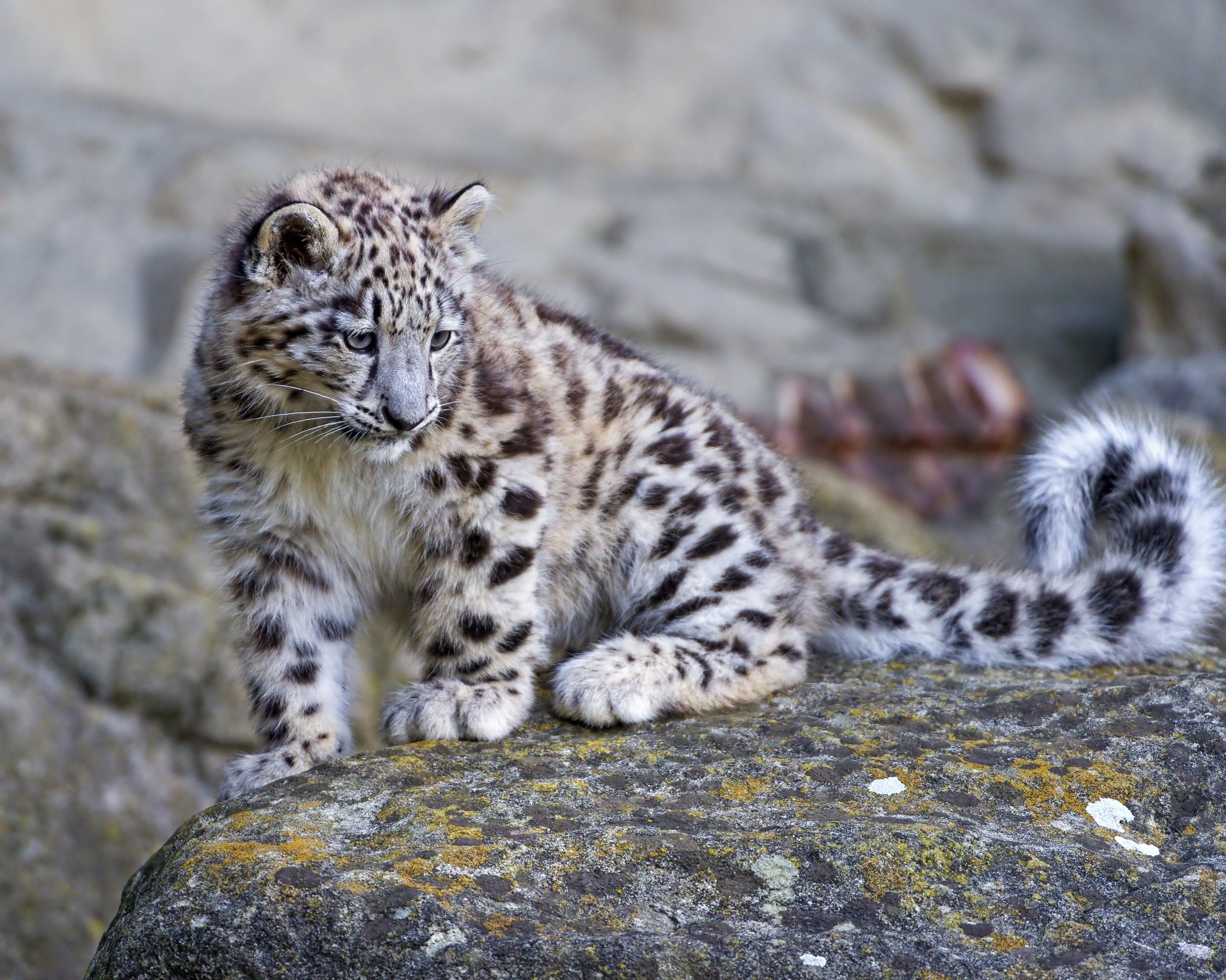 A young snow leopard cub perched on a rock