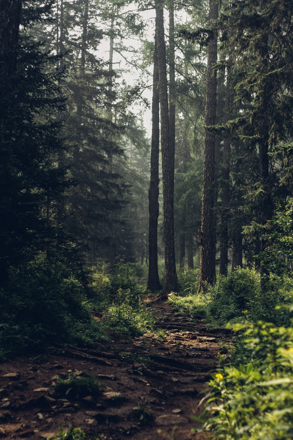 Forest Wallpaper HD Hq