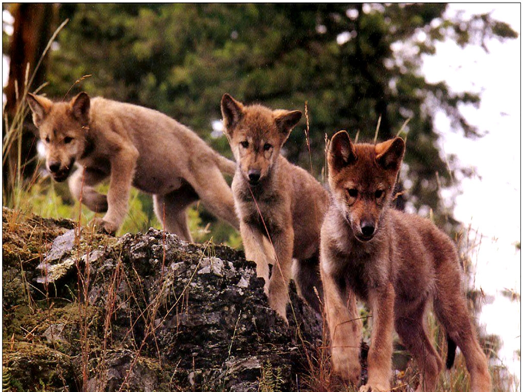 Wolf Cubs Desktop And Mobile Wallpaper Wallippo