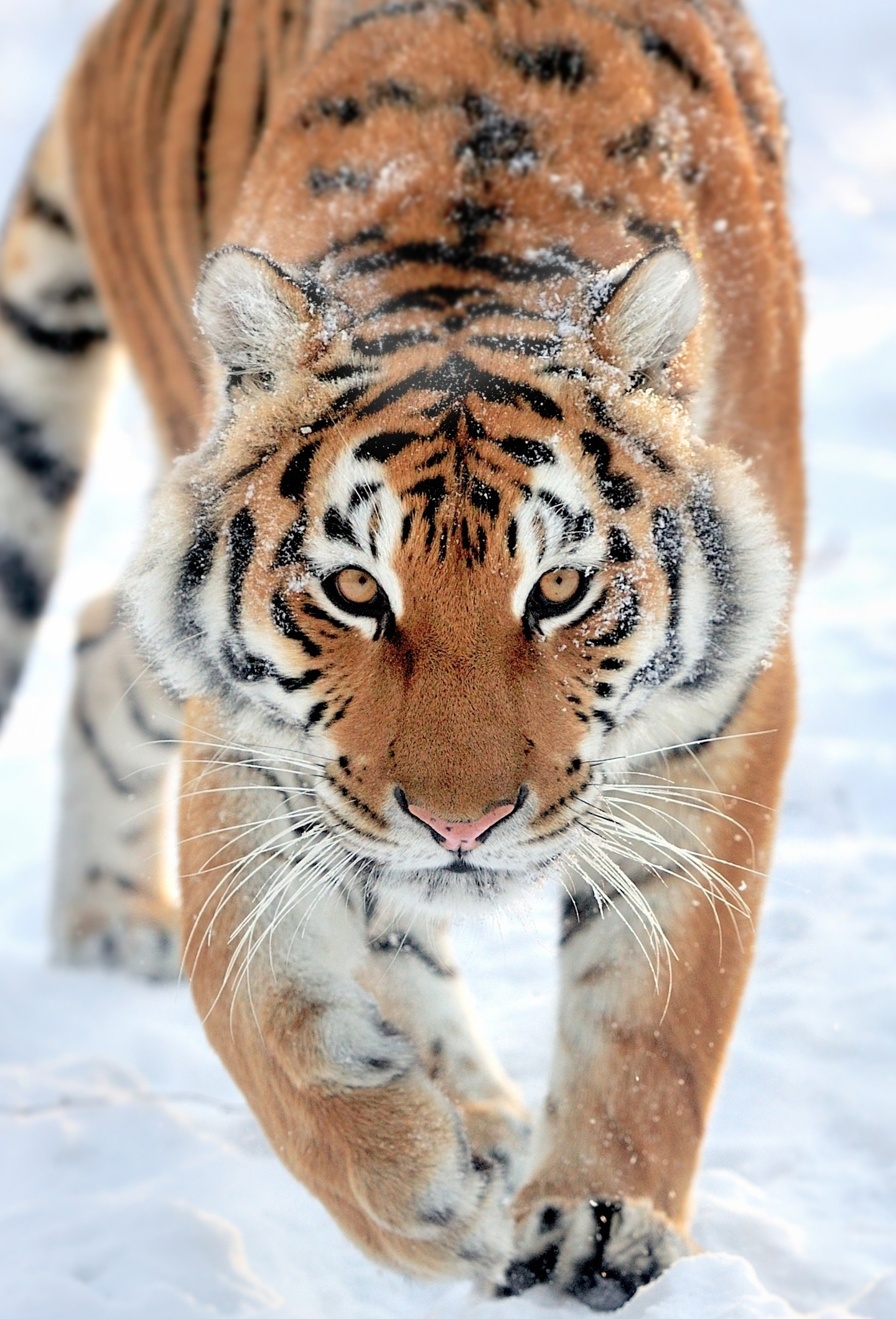 Wallpaper Tiger Walk Predator Wildlife