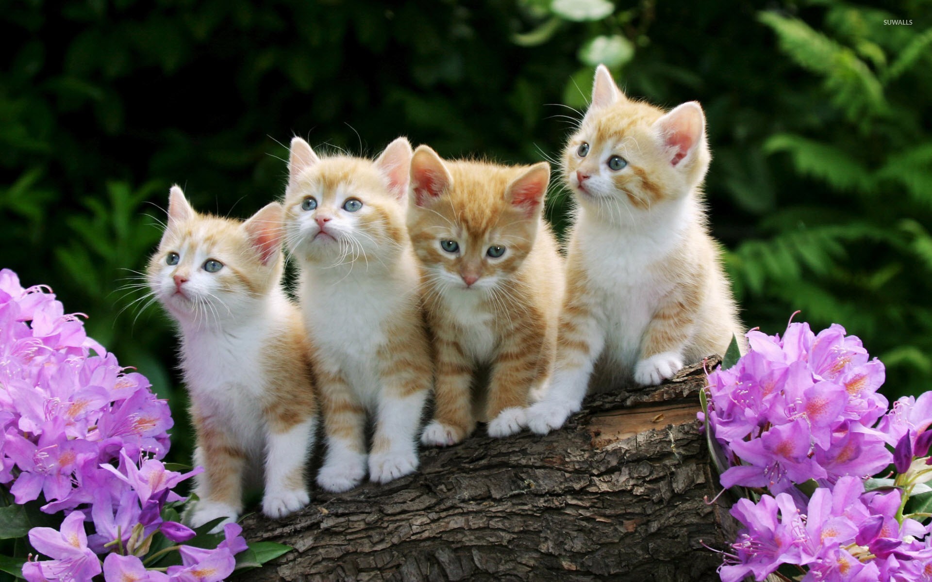 Kittens Wallpaper Animal