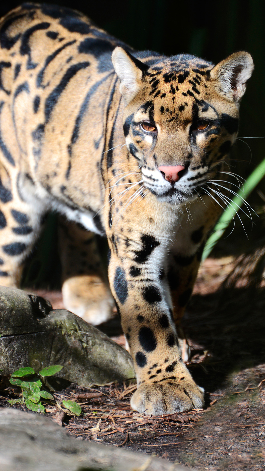 Clouded Leopard Samsung Galaxy Note Wallpaper