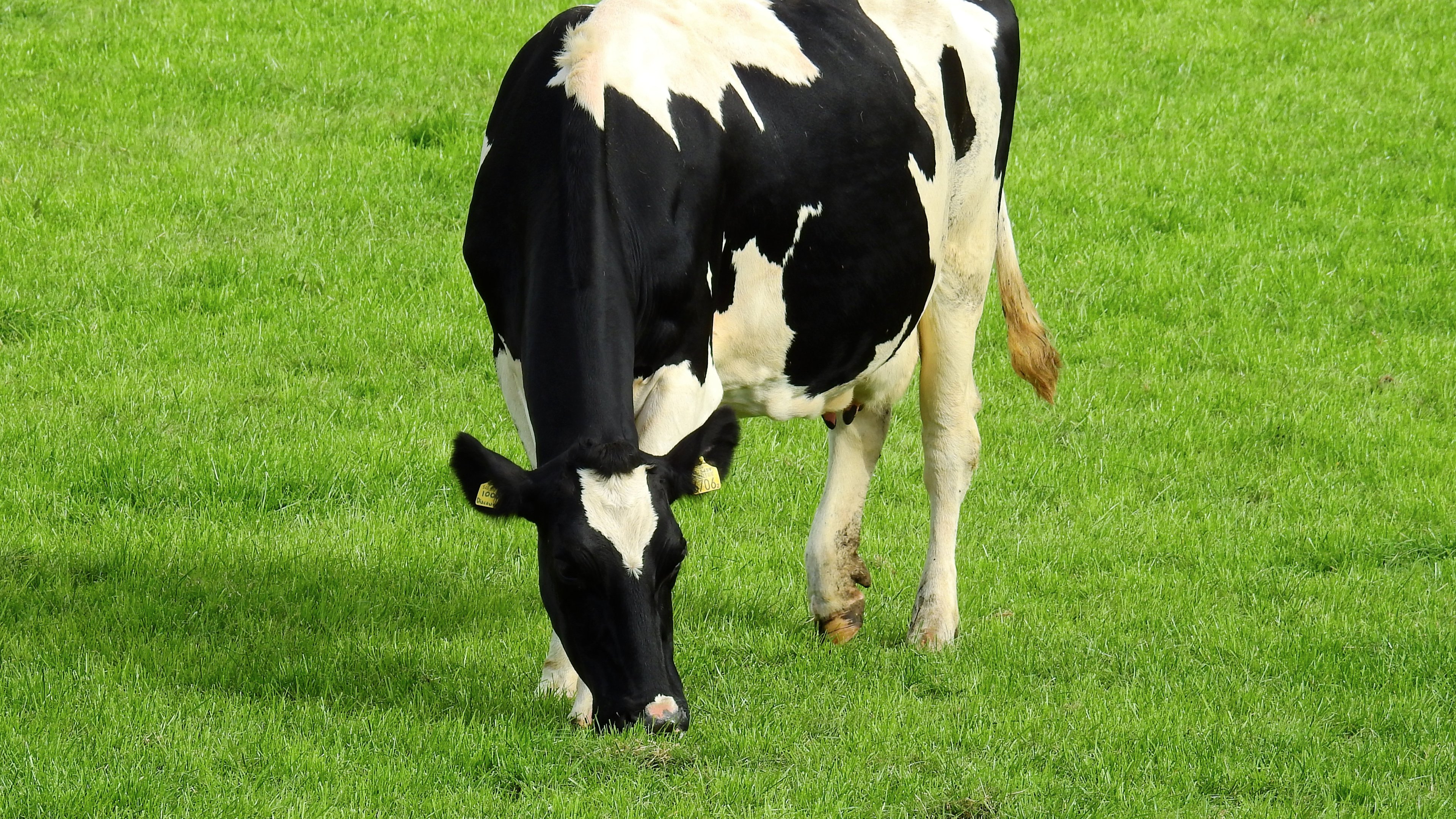 Holstein Cow Wallpaper iPhone Android Desktop Background