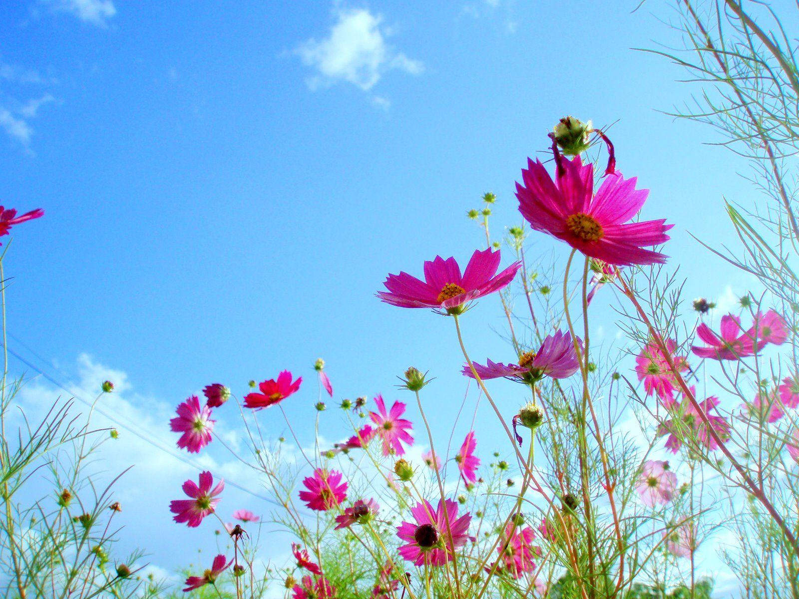 Beautiful Flowers in Sky Background 1600x1200