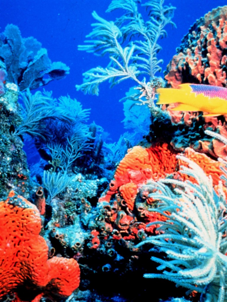 Colorful Coral Reef HD