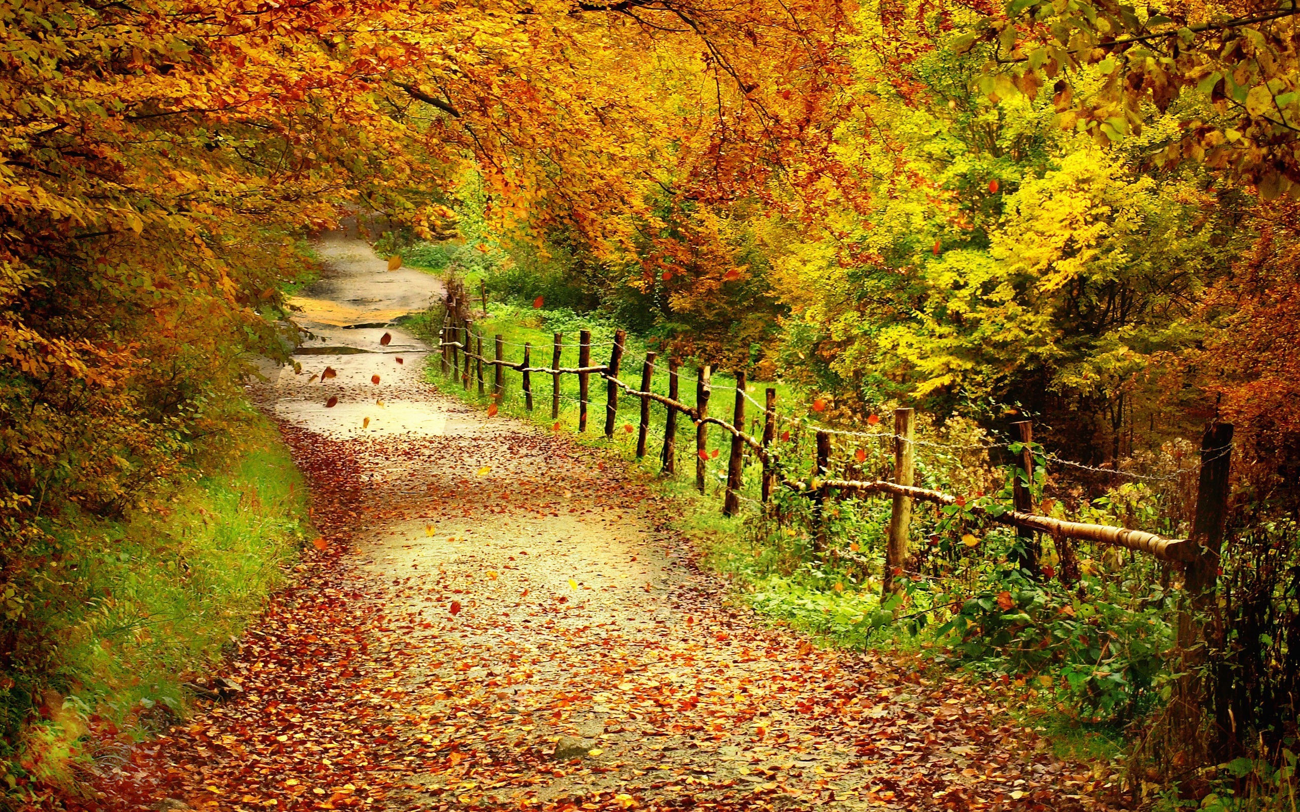 Landscapes Leaf Leaves Nature Path Pathway Road Scenery