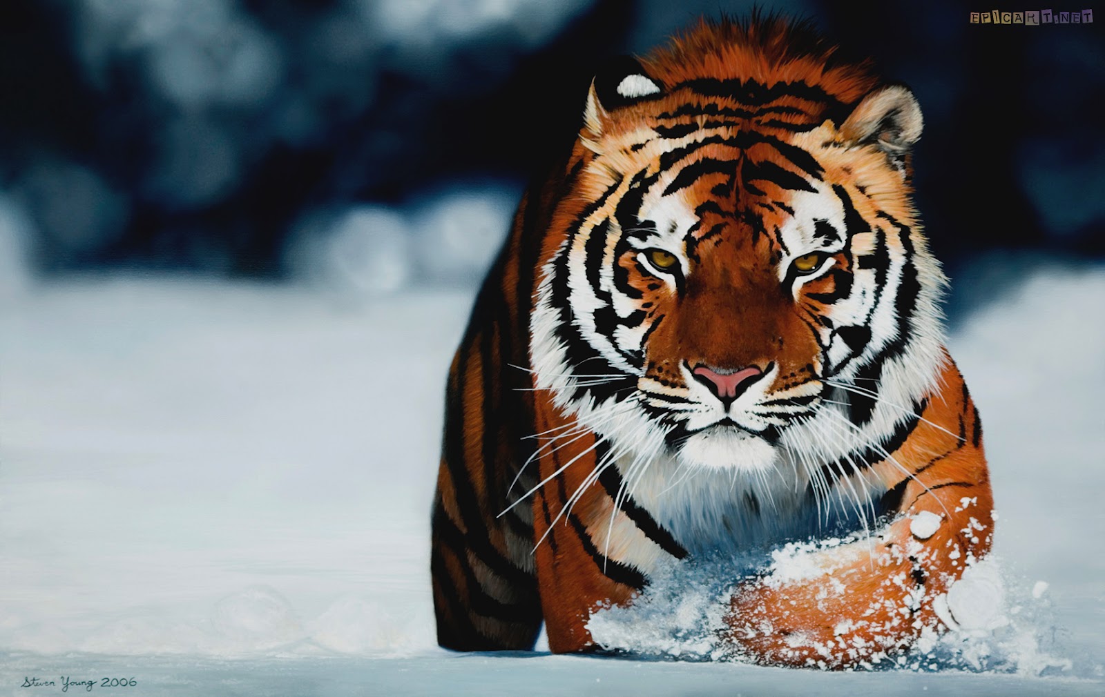 HD Animals siberian tiger wallpaper