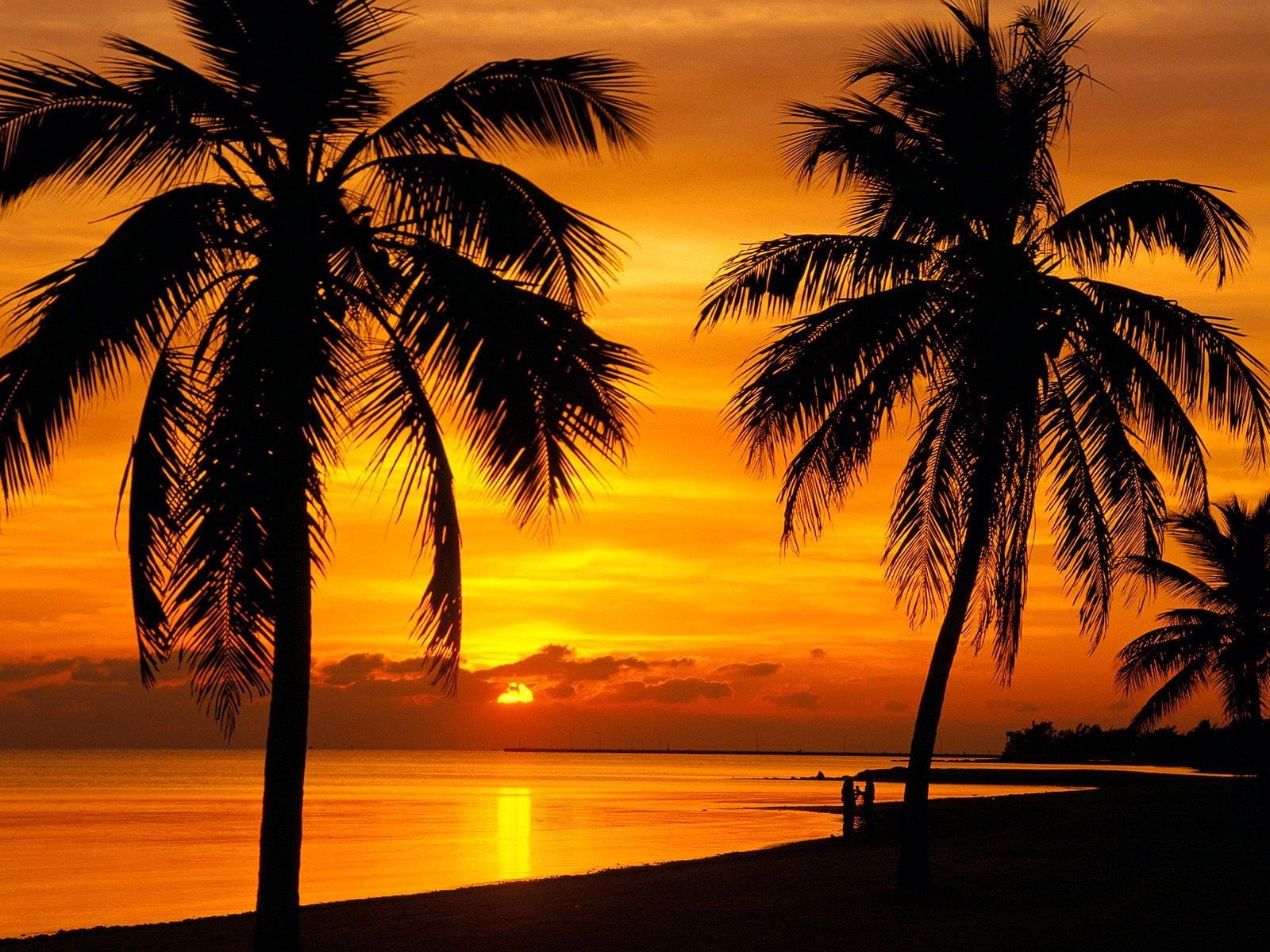 Landscape Palm Trees Sunset Silhouette Tropical Skyscape 720p