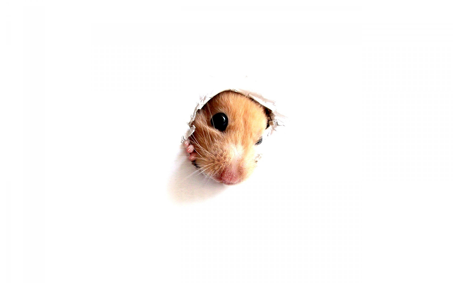 Hamster Puter Wallpaper Desktop Background Id