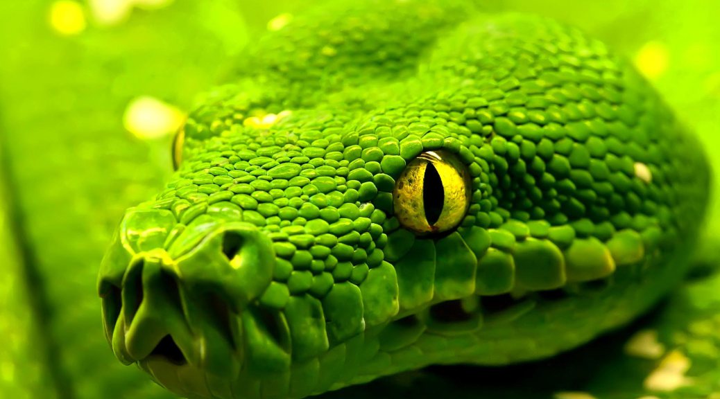 Green Snake HD Wallpaper Cool Desktop Background Image Widescreen