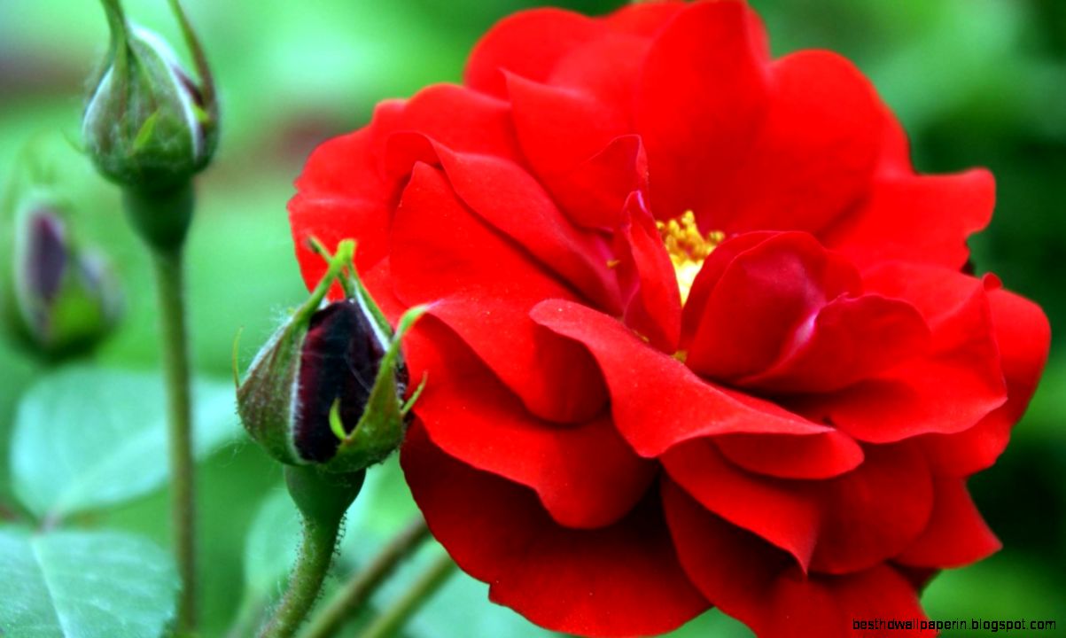 Rose Flowers Wallpaper Widescreen HD