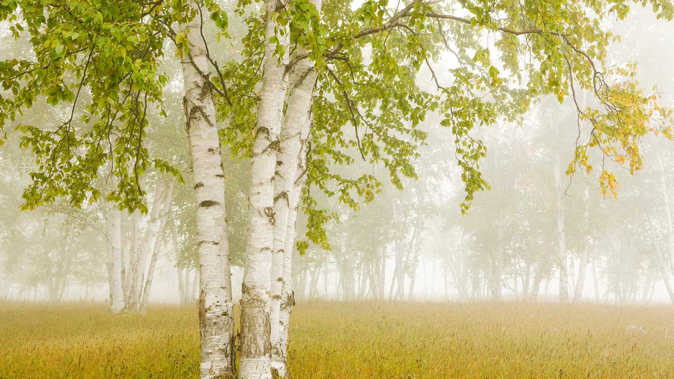 Free download Birch trees in the fog Thunder Bay Ontario Canada Design