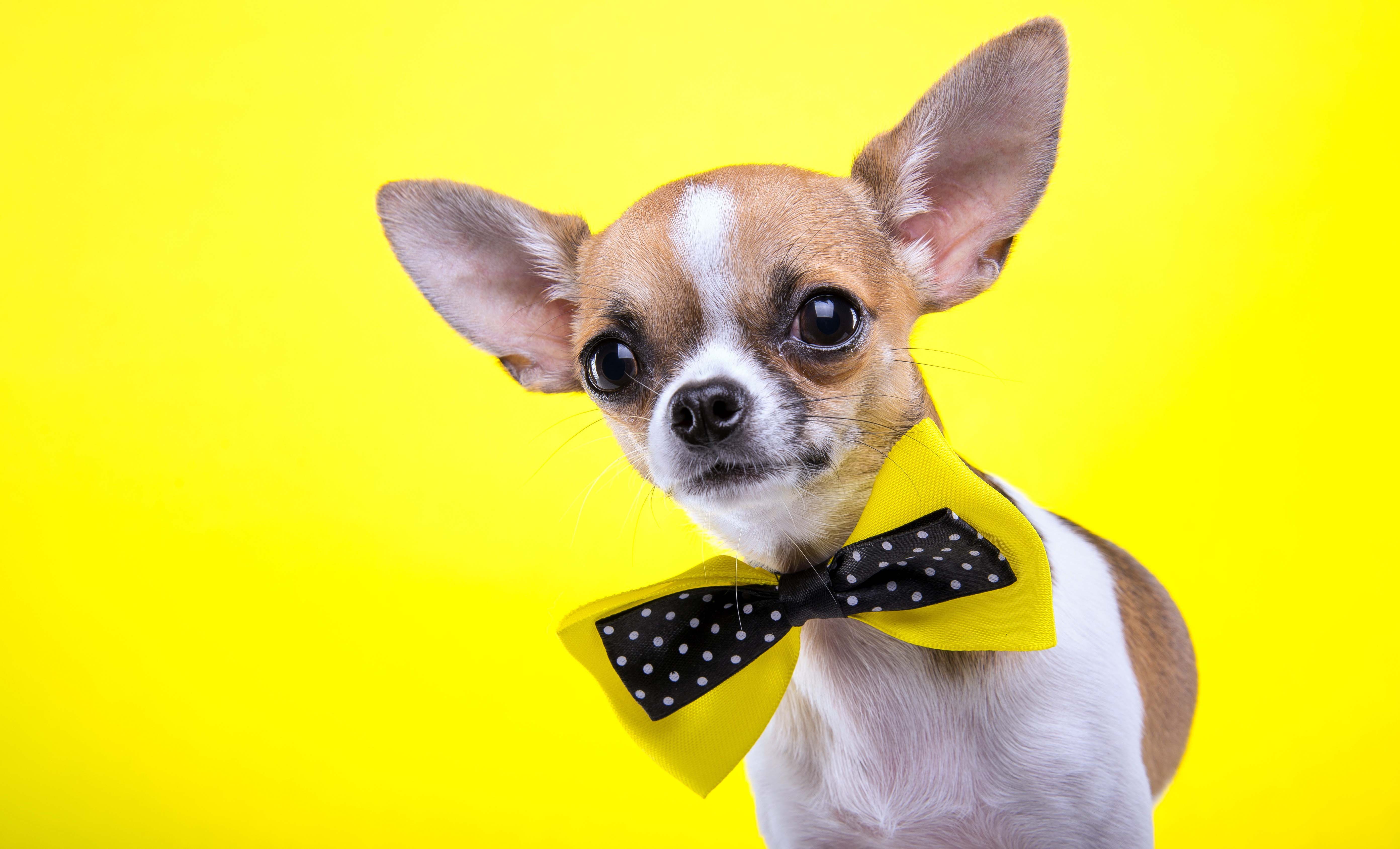 Bold Amp Confidant Chihuahua Dog Wallpaper Morewallpaper