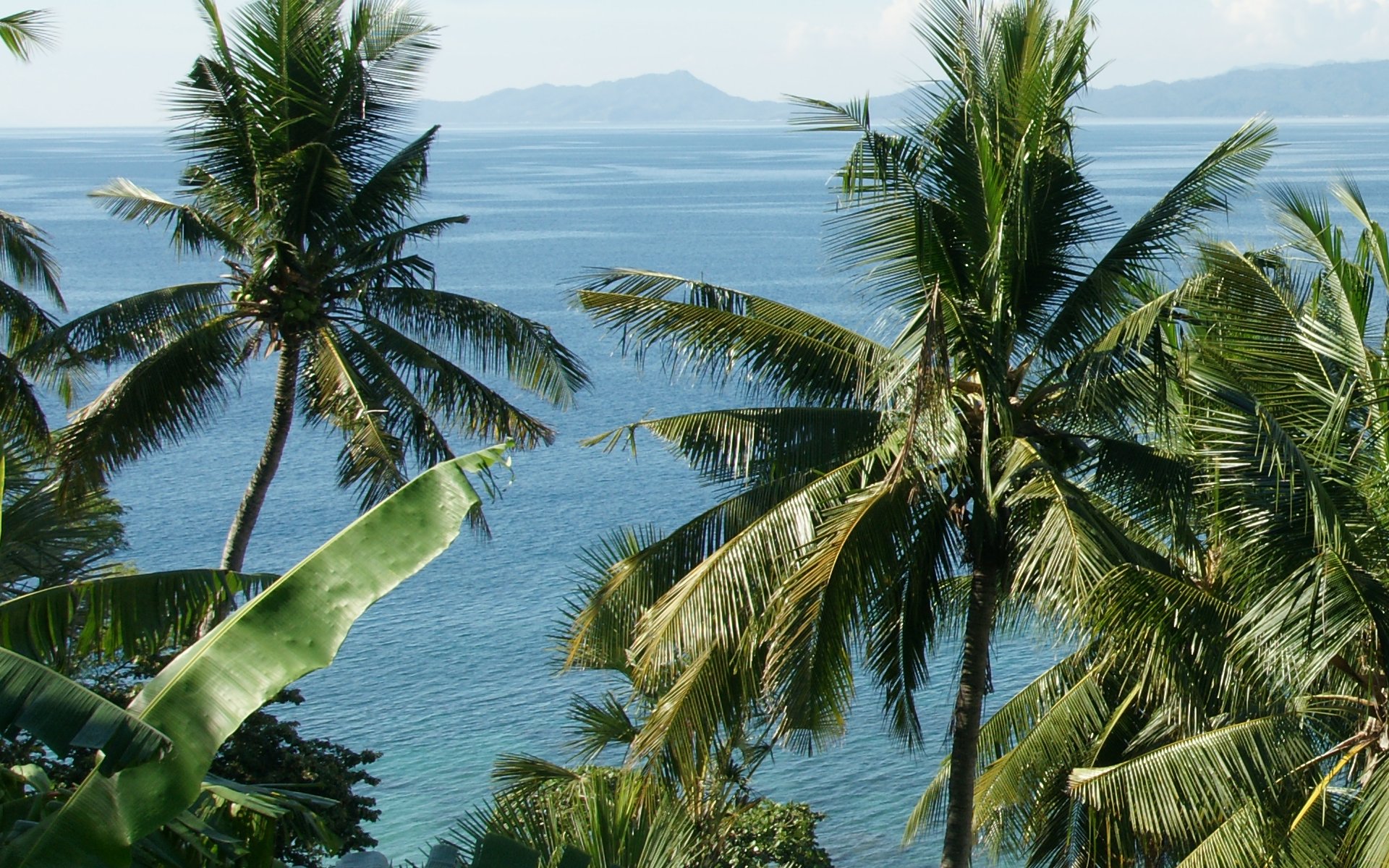Palm Trees Ocean Puerto Galera Mindoro Island Philippines