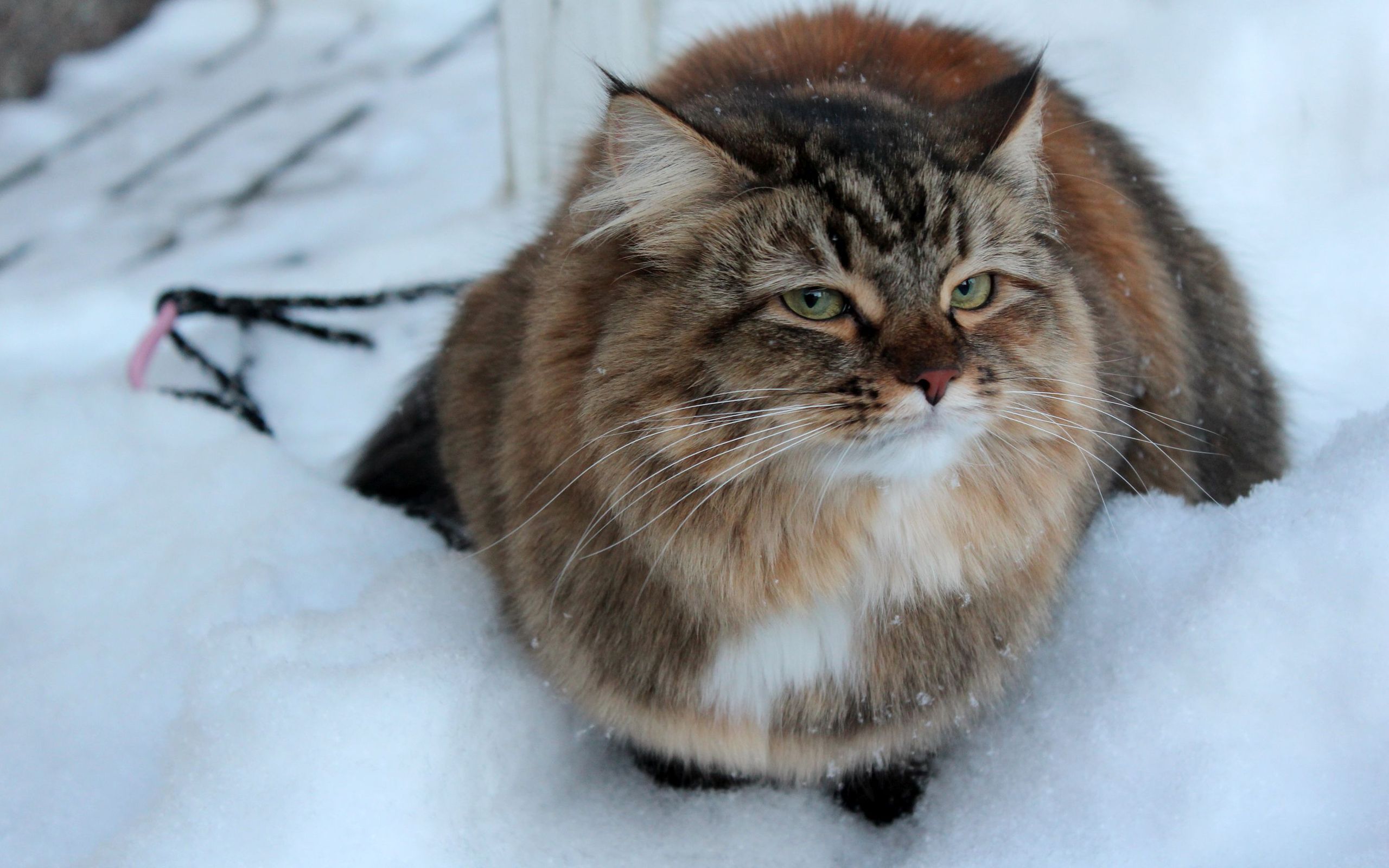 Download Grumpy cat in the snow wallpaper 2560x1600